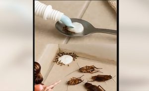 HT16. Say Farewell to Pests the Natural Way — No Chemicals Needed