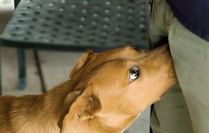 HT17. If your dog is sniffing your crotch, here’s what it means…