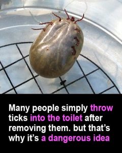 HT13. Found a Tick on Your Skin or Pet? Here’s How to Remove It Safely and Get Rid of It for Good.