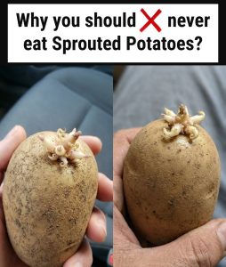 HT17. Eating Sprouted Potatoes: Is It Safe?