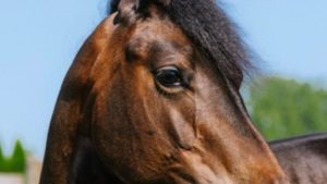 HT17. Tragic update on premature foal who stole hearts everywhere