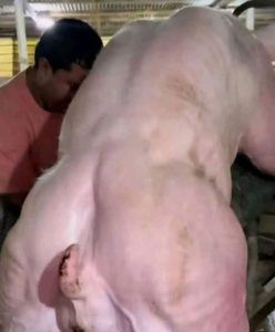 HT17. Young man hospitalized after being penitentiated…See more