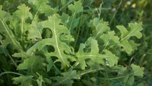HT17. The Power of Wild Lettuce Sap: How to Collect, Use, and Benefit from It