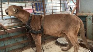 HT19. Circus lion released after being locked up for 20 years