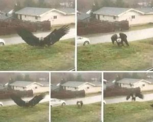 HT17. Giant Eagle Reported Near Brownsville, Texas: The Truth Behind the Viral Photos