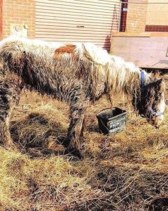 HT13. How Volunteers Rescued a Starving Horse Named Heidi and Gave Her a New Life