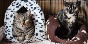 HT16. 15 Creative Ways to Help Animal Shelters