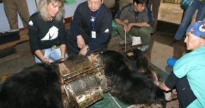 HT19. Bear Caesar is finally free after having spent years locked in a torture vest