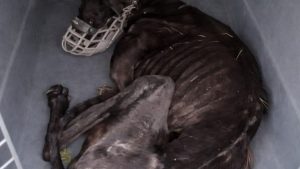 HT19. Koko’s Rescue Story: From a Cage to a Life of Freedom