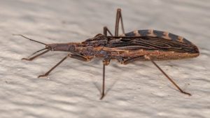 HT19. The Wheel Bug: A Striking Insect Where Myth Meets Science
