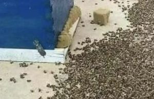 HT19. The Importance of Bees and Their Role in Supporting Nature