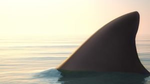 HT13. Bystanders race to rescue 16-year-old boy after brutal shark attack