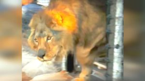 HT19. Lion has slept on concrete floor all his life, now watch his reaction when he sees grass for first time