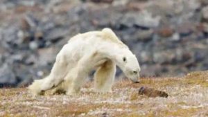 HT19. A Photographer discovered a starving, skeletal Polar Bear dragging itself along in search of Food!