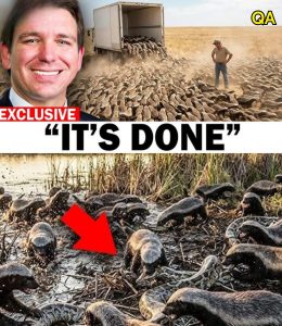 HT4. Honey Badgers Unleashed in Florida’s Everglades — Footage Shows Chaos Nobody Predicted