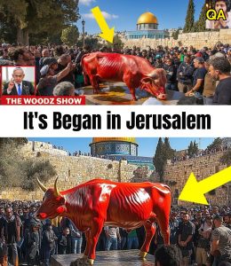 HT4. Red Heifers Sacrifice Begins & Third Temple Construction Starts in 2026!