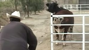 ST19. Cow cries constantly for missing baby, then looks through the fence and loses control