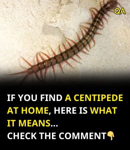 HT17. If you find a centipede at home, here is what it means…