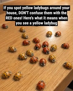 HT13. What It Means If You See a Yellow Ladybug