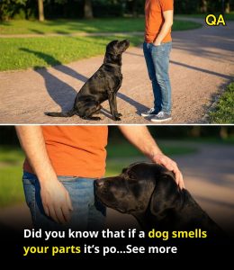 HT13. Did you know that if a dog smells your parts it’s po…See more