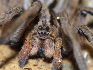 HT4. The Giant J’Ba Fofi Spider of Congo Exists And It’s Worse Than Legends Say