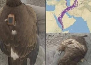 HT4. For 20 years, an eagle equipped with GPS puzzled scientists: reco… See more