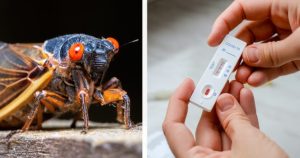 HT13. New Covid strain ‘Cicada’ identified and it’s raising vaccine concerns