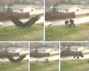 HT4. Giant Eagle captured in Bro…See more