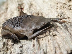 ST13. The Surinam Toad: An Unusual Reproductive Strategy