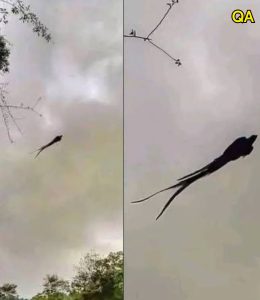 HT4. Majestic Bird Spotted in Mexico… See More