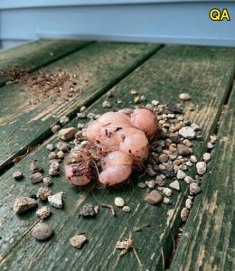 HT15. The Strange Porch Discovery That Sparked Panic Online