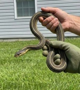 HT15. THE NIGHTMARE UNDER YOUR FLOORBOARDS THE TRUTH ABOUT WHY SNAKES ARE INVADING YOUR HOME