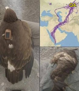 HT4. For 20 years, an eagle equipped with GPS puzzled scientists: reco… See more