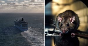 HT15. Deadly ‘rat virus’ spreads on cruise ship after multiple deaths – passengers trapped on board