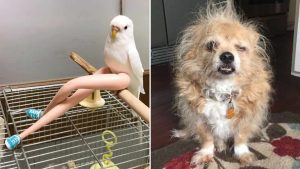 ST4. 35 Random Funny Animal Pictures Worth Pawsing Your Day For