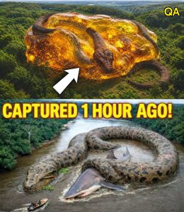 HT13. They Found Giant Extinct Serpent Trapped in Amber for 2 Million Years in Amazon Jungle