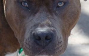 HT15. Pitbull Turns on 12-Year-Old Boy — A Family Afternoon Becomes a Nightmare