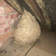 HT4. Man Thinks He Found “Hornets” Nest In Attic – Turns Pale When He Realizes What’s Inside