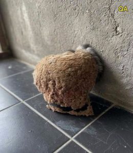HT13. We Returned From Vacation And Discovered An Unexpected Surprise In Our Bathroom