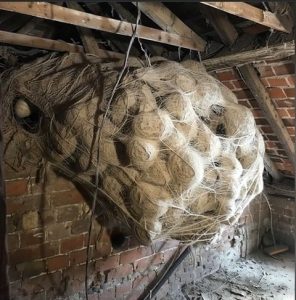HT4. Man Discovers Mysterious Object in Attic — What He Finds Inside Surprises Him