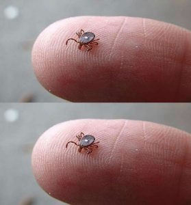 HT13. How to properly dispose of ticks if you find one