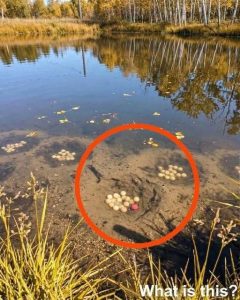 HT4. A Mysterious Object by the Lake Led to an Unexpected Discovery2