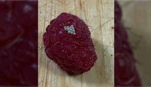 HT4. Why Tiny White Worms Sometimes Appear When You Soak Raspberries In Salt Water