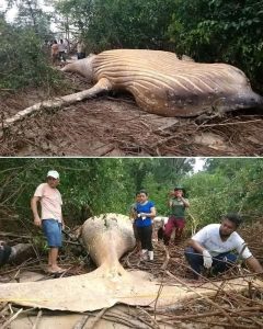 HT4. The whale was found far from… See more