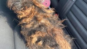 HT4. Hidden Beneath the Matted Fur