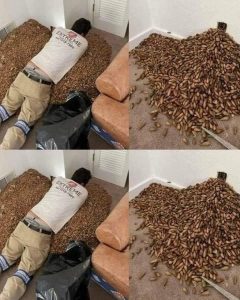 HT4. A man smells a strong smell in his house, when he finds out that he opens the wall he finds…