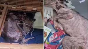 HT4. Dog Rescued After 10 Years Locked in a Cage