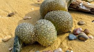 HT13. I was walking on the beach with my dog when he suddenly discovered this