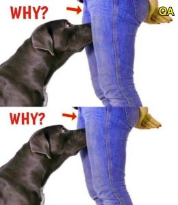 HT4. If your dog is sniffing your crotch, here’s what it means…