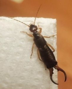 HT5. The Tiny Creature That Caused Big Fear